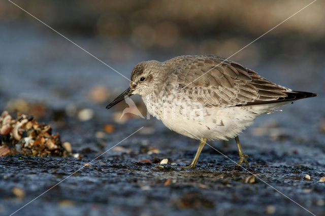 Kanoetstrandloper (Calidris canutus)