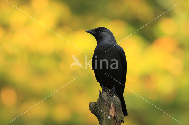 Eurasian Jackdaw (Corvus monedula)