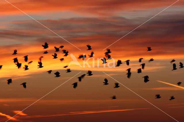 Lapwing (Vanellus vanellus)