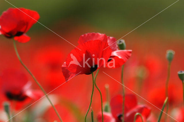 Poppy (Papaver spec.)