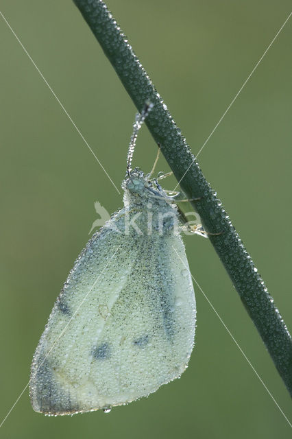 Klein koolwitje (Pieris rapae)