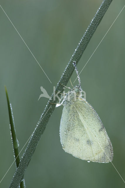 Klein koolwitje (Pieris rapae)