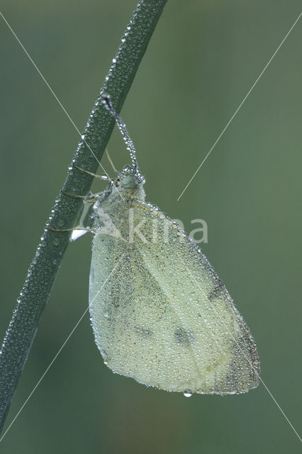 Klein koolwitje (Pieris rapae)