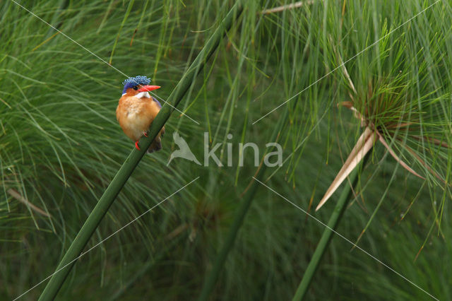 Kleine Gekuifde IJsvogel