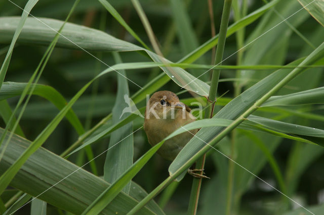 Eurasian Reed-Warbler (Acrocephalus scirpaceus)