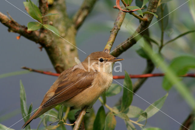 Eurasian Reed-Warbler (Acrocephalus scirpaceus)