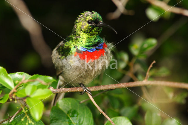 Kleine kraaghoningzuiger (Cinnyris chalybeus)