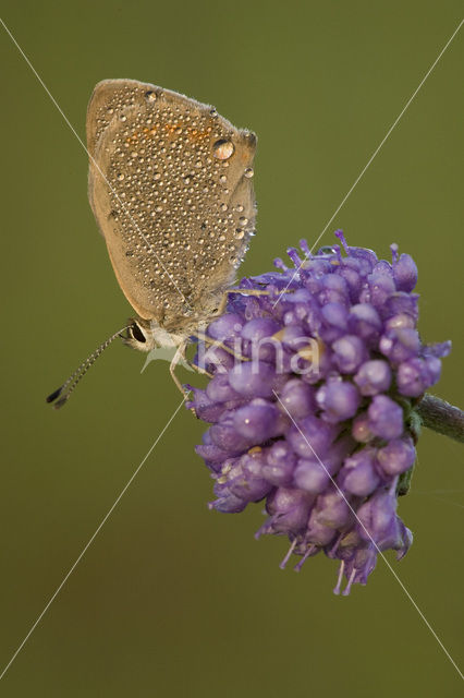 Small Copper (Lycaena phlaeas)