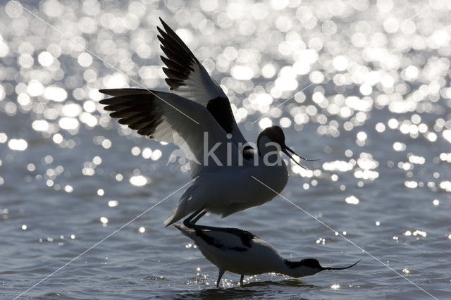 Pied Avocet (Recurvirostra avosetta)