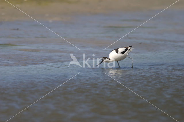 Pied Avocet (Recurvirostra avosetta)