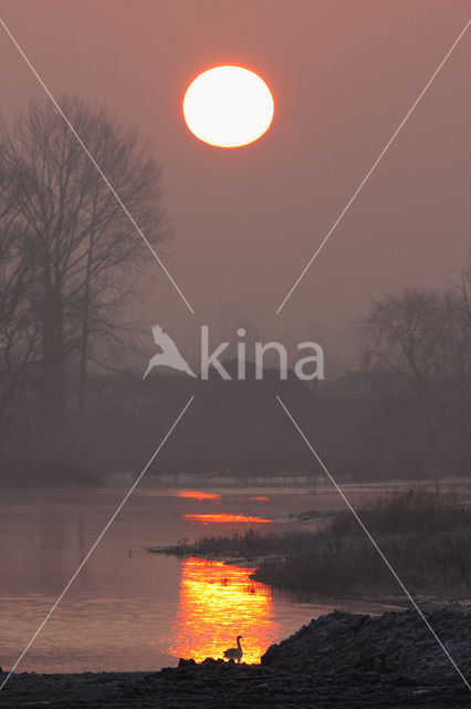 Mute Swan (Cygnus olor)