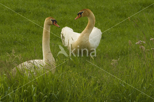 Mute Swan (Cygnus olor)