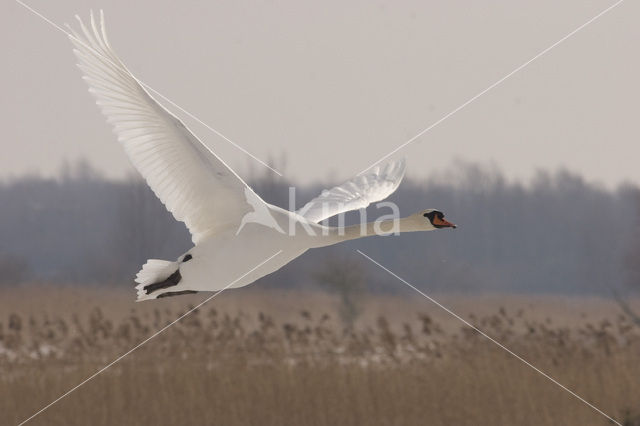 Knobbelzwaan (Cygnus olor)