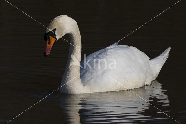 Knobbelzwaan (Cygnus olor)