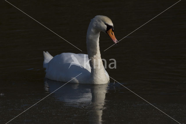 Knobbelzwaan (Cygnus olor)