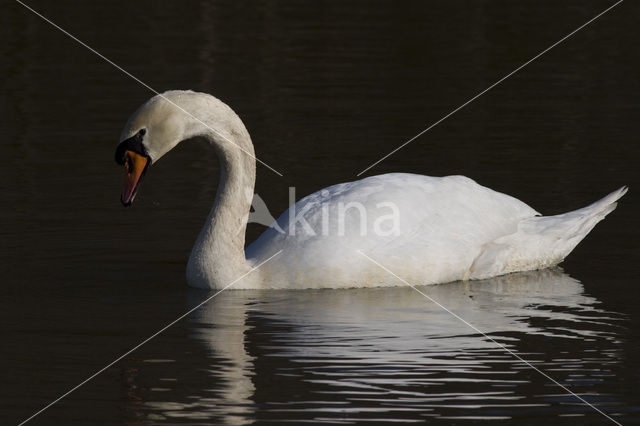 Knobbelzwaan (Cygnus olor)