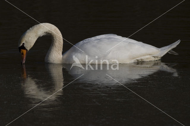 Mute Swan (Cygnus olor)