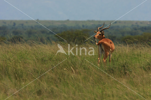 Kob (Kobus kob thomasi)