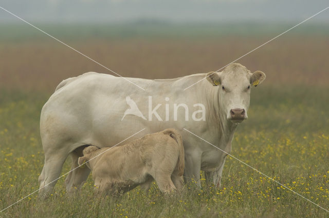 Koe (Bos domesticus)