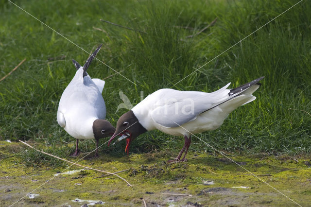 Black-headed Gull (Larus ridibundus)