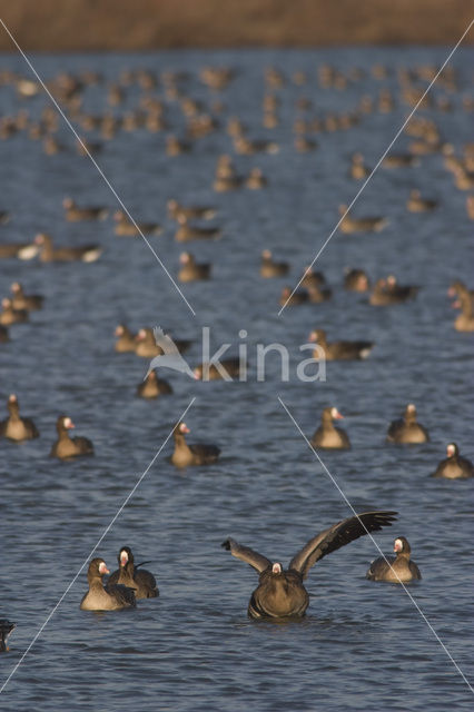 White-fronted goose (Anser albifrons)