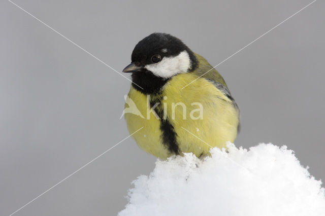 Koolmees (Parus major)