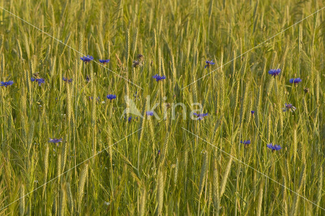 Cornflower (Centaurea cyanus)