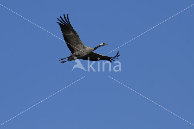 Kraanvogel (Grus grus)