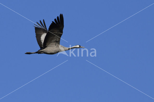 Kraanvogel (Grus grus)