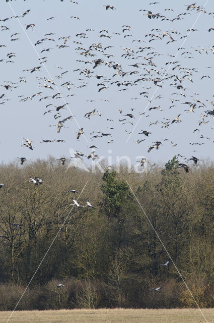 Kraanvogel (Grus grus)