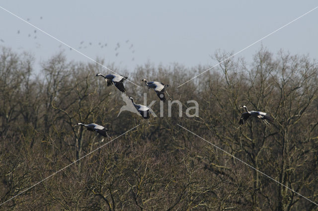 Kraanvogel (Grus grus)