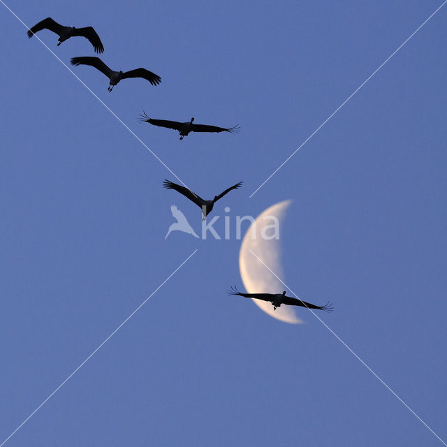 Kraanvogel (Grus grus)