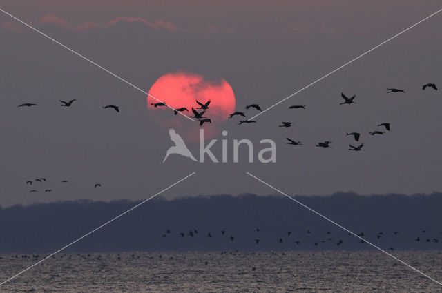 Kraanvogel (Grus grus)