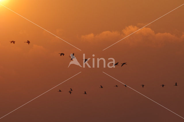 Common Crane (Grus grus)