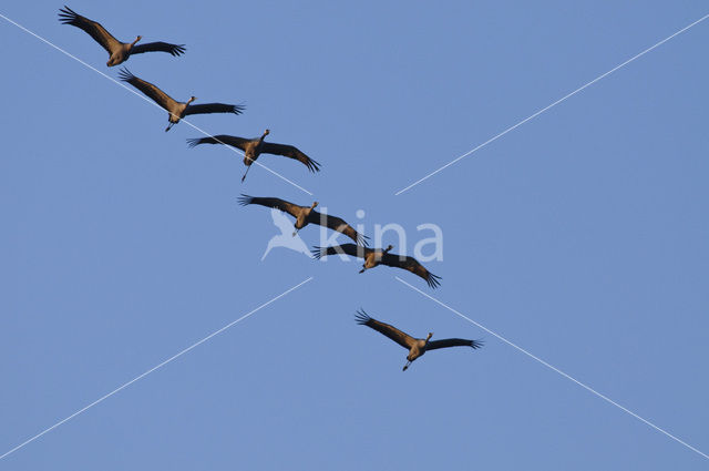 Kraanvogel (Grus grus)