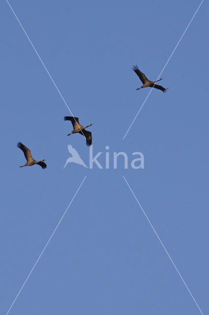 Common Crane (Grus grus)