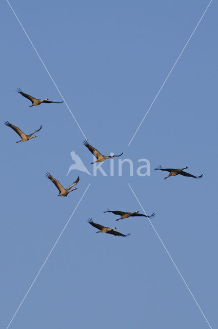 Common Crane (Grus grus)