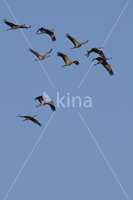 Common Crane (Grus grus)