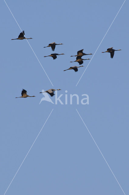 Common Crane (Grus grus)