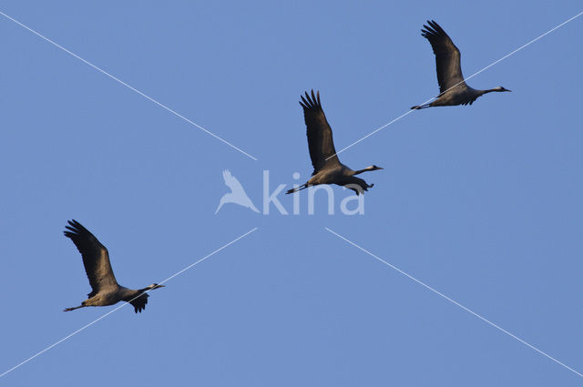 Common Crane (Grus grus)