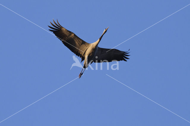 Kraanvogel (Grus grus)