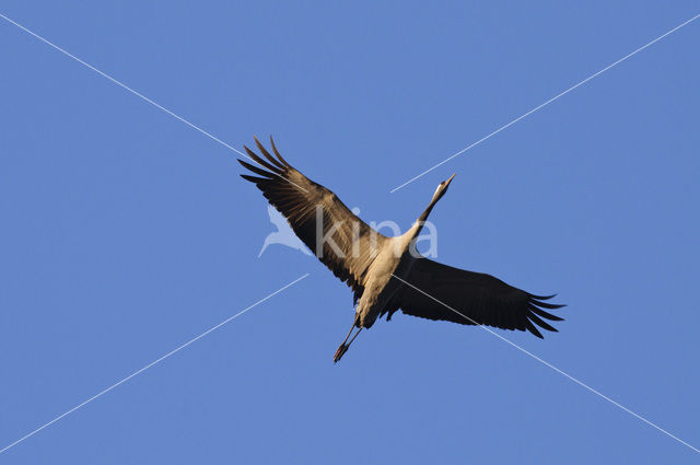 Kraanvogel (Grus grus)