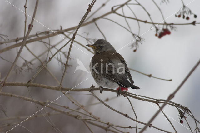 Fieldfare (Turdus pilaris)