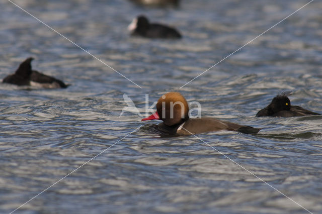 Red-crested Pochard (Netta rufina)