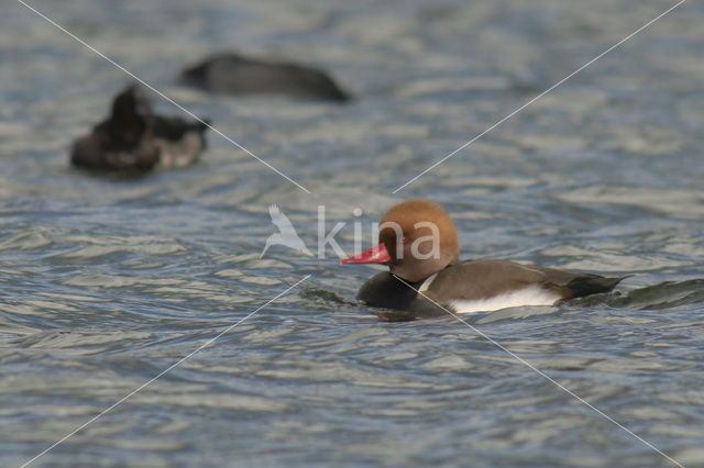 Red-crested Pochard (Netta rufina)