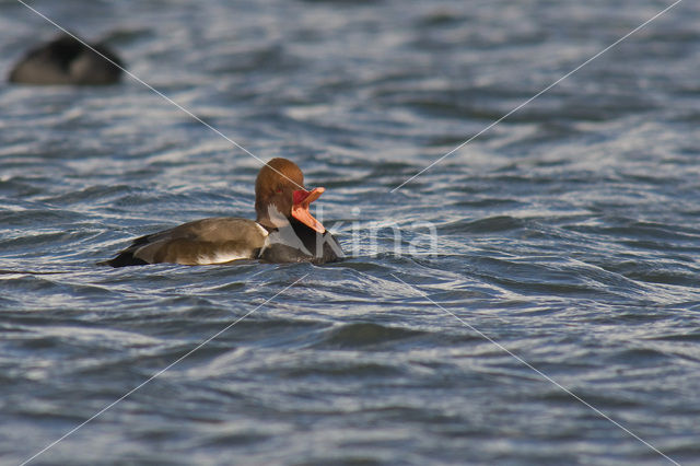 Red-crested Pochard (Netta rufina)