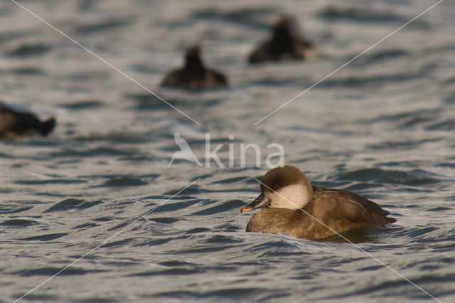 Krooneend (Netta rufina)