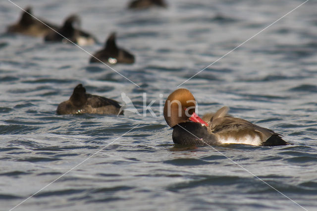 Red-crested Pochard (Netta rufina)