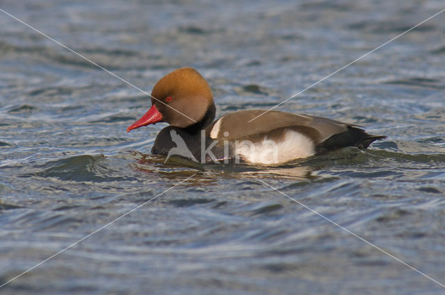 Red-crested Pochard (Netta rufina)