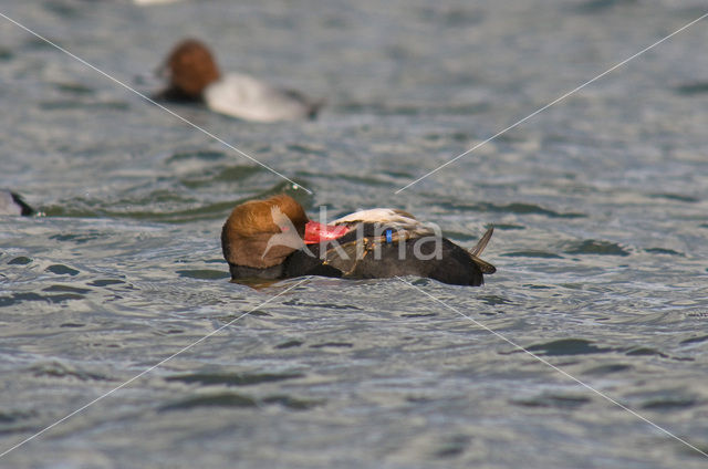 Red-crested Pochard (Netta rufina)